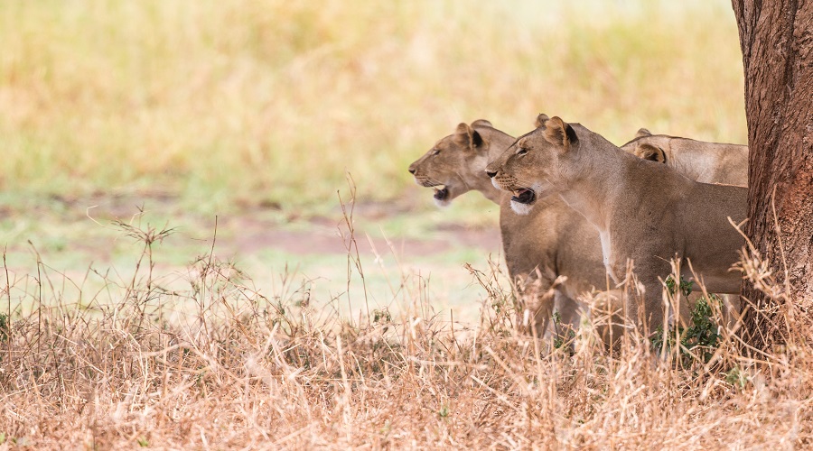 6-Day Ruaha National Park Safari Adventure